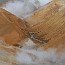 thumbs/E5D_5319.jpg